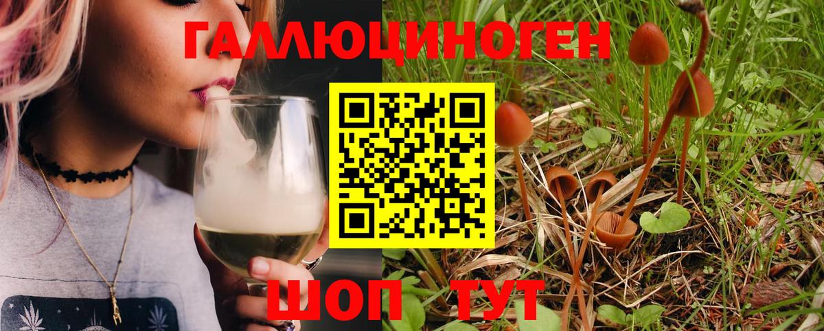 Галлюциногенные грибы Psilocybine cubensis Гулькевичи